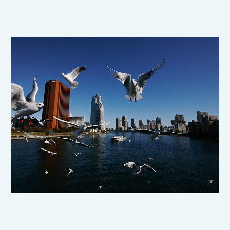 中央区観光協会オリジナルポストカード【カモメ舞う隅田川 #31