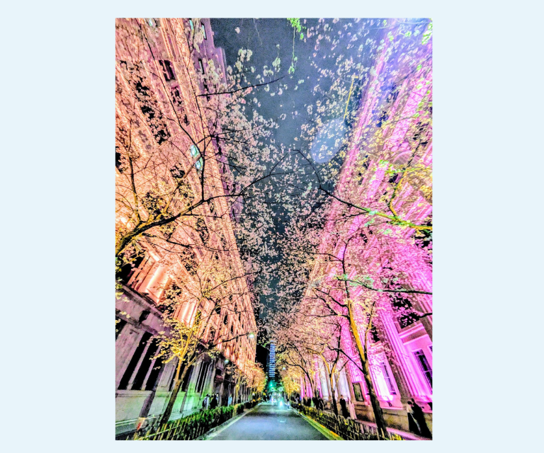 中央区観光協会オリジナルポストカード【春華繚乱  #99】